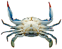 blue crab male vs female